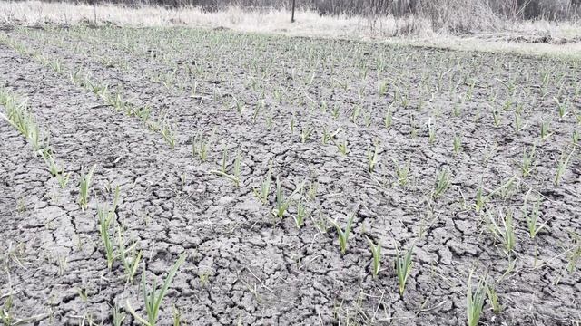 Уход за озимым чесноком и луком весной. Подкормка и обработка ЧЕСНОКА для СУПЕР УРОЖАЯ