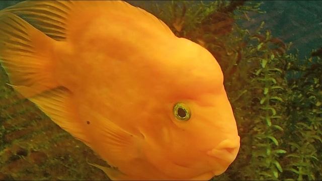 Goldfish🐠🐠🐠🐠🐠, золотые КАРПЫ рыбки,АКВАРИУМ,рыбы аквариум карпы смотреть онлайн