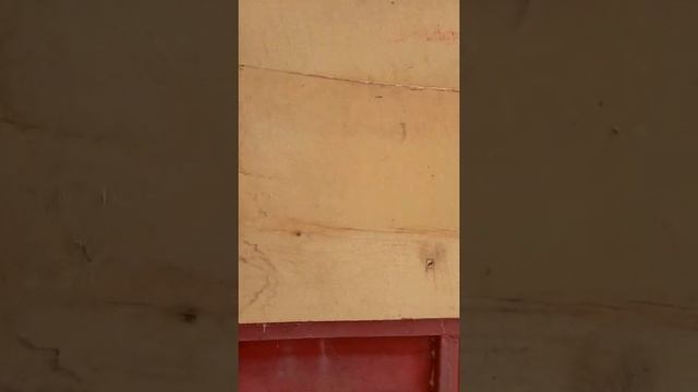 21.08.2021року. Т-16 привіз трохи тирси. смотреть онлайн