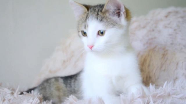 ✅ Кошачий ребёнок ищет Хозяина 😘 смотреть онлайн