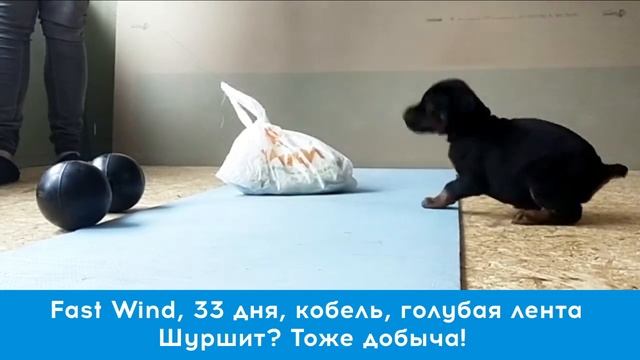 DobWorld De Marikada Fast Wind, 33 дня, кобель, голубая лента смотреть онлайн