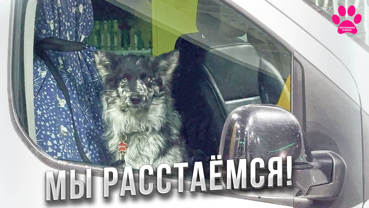 Он смотрел на нас грустными глазами, когда мы прощались... Почему мы решили отдать Микки? смотреть онлайн