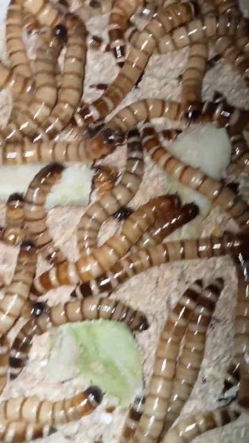 healthy and quality superworms only at @dewaboy_UJ_Farm #superworm #superworms #ulatjerman #shorts смотреть онлайн