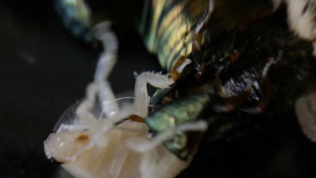 Pseudoglomeris (corydidarum) magnifica смотреть онлайн