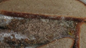 Черная Львинка-кормление.