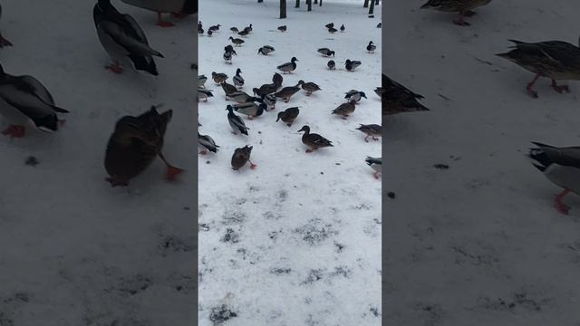 ярославль 04.03.2025 уточки