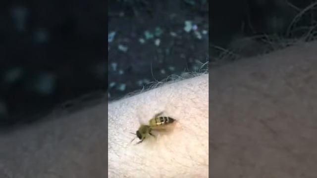 Bienenstich - schafft sie es? ... Kommt leider ab und zu vor… смотреть онлайн
