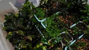 Буцефаландры в теплице 24 12 2022