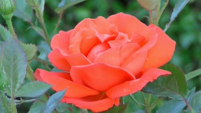 Колыбельная Цветам Музыкальная шкатулка Нежная Музыка для Сна #lullabymusic  #relaxmusic #dreammusi