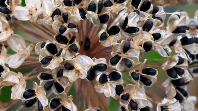 ПОЛЕЗНА ЛИ СЕМЕНА УКРОПА?