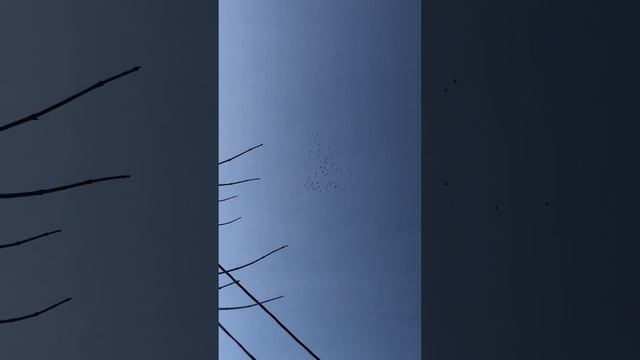 Пермские ижевские Голуби