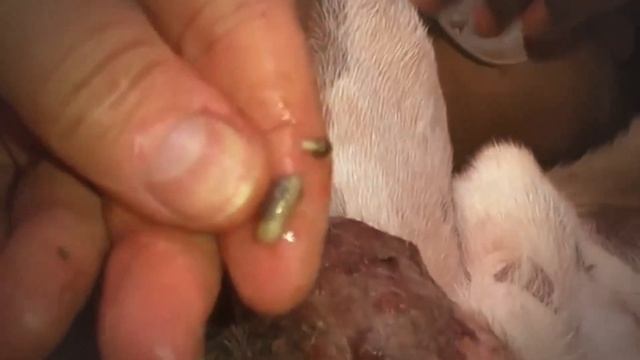 Remove Monster Mango worms from poor dog || Mango worms removal #52 смотреть онлайн