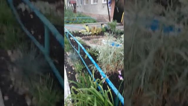 Красивые цветы у меня во дворе! смотреть онлайн