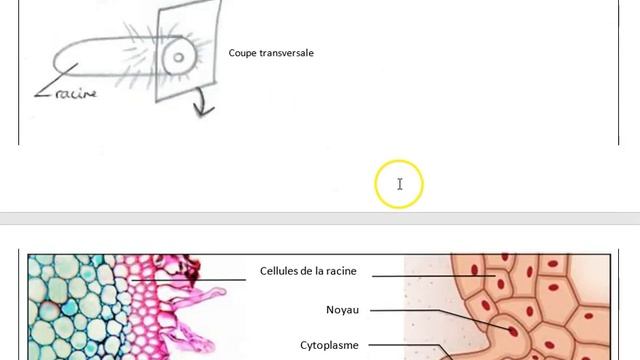 Activité 1 : l'absorption de l'eau et des sels minéraux par les végétaux смотреть онлайн