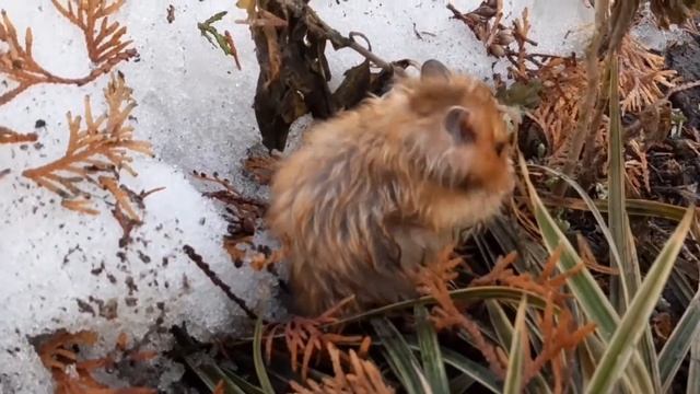ВЕСНЯНЕ ВИГУЛЮВАННЯ ВІЛЛІ ХОМЯЧКА смотреть онлайн