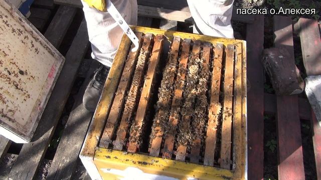 Весеннее расширение семей. смотреть онлайн