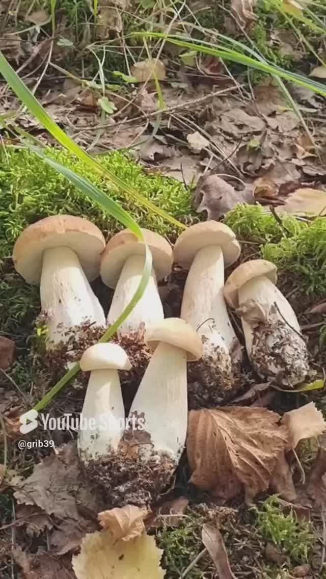 Грибы на заготовку. БЕЛЫЕ ГРИБЫ на мариновку #shorts #лес смотреть онлайн