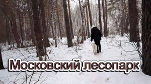 Московский лесопарк