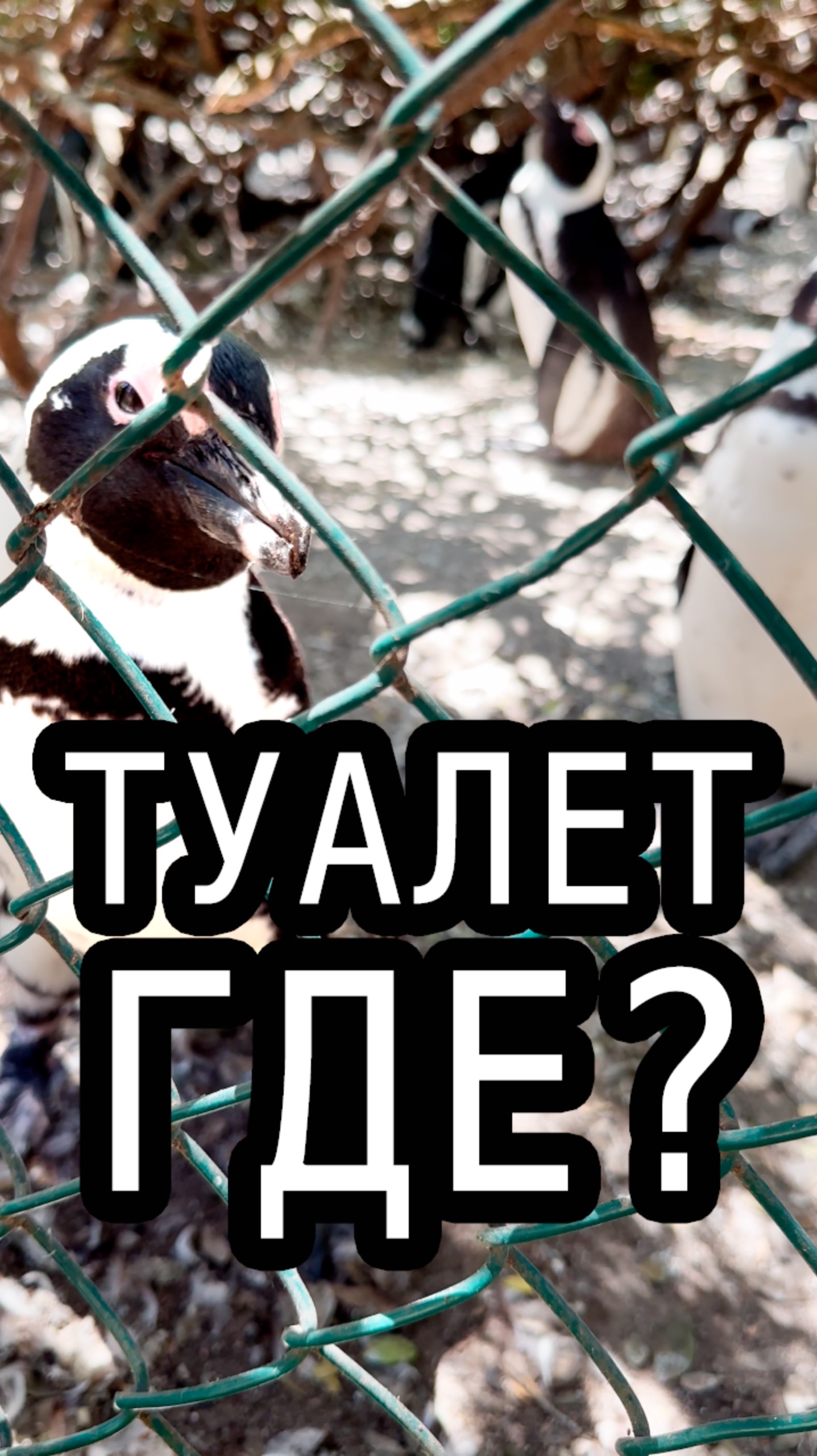 Туалет на пляже где живут пингвины #ЮАР смотреть онлайн