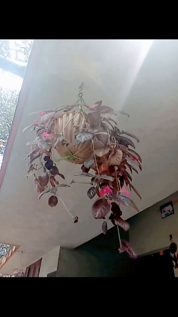 Epesica, flame violet 😍😍 please subscribe смотреть онлайн