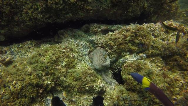 Friendly Octopus playing on the rocks in Costa Rica смотреть онлайн