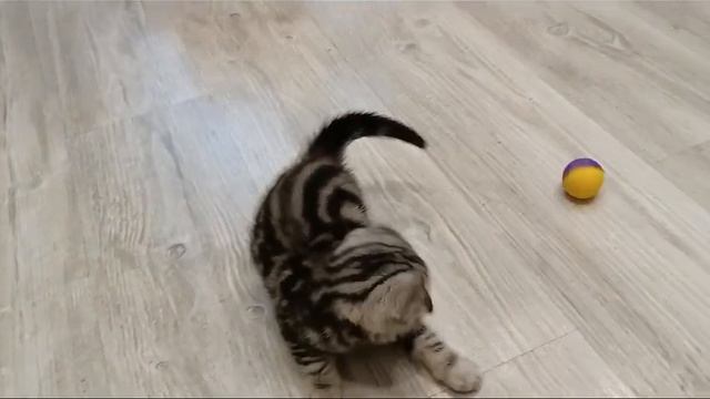 Игры с мячиком