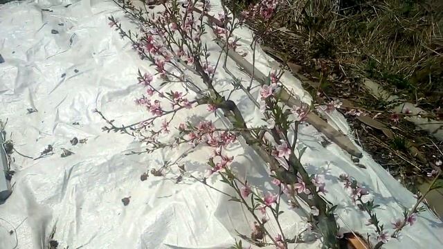 Пресик на кордоне. Цветение на 5 год. смотреть онлайн