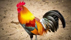 Звуки Петуха. Крик Петуха. Как Кукарекает Петух