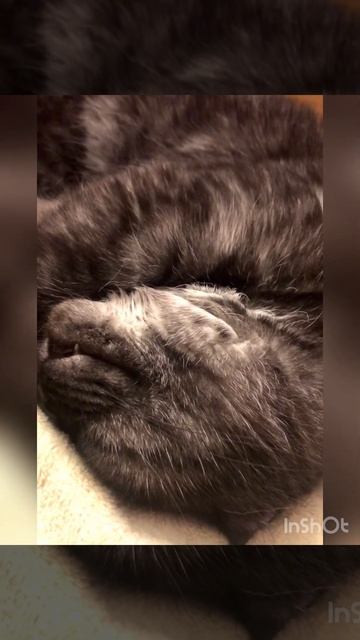 заМУРРчательной доброй ночи 😻🌙✨ #наимилейшийрелакс #добройночи #шотланскаявислоухая смотреть онлайн