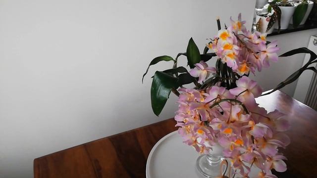 Секреты цветения дендробиума фармери _ Dendrobium Farmeri
