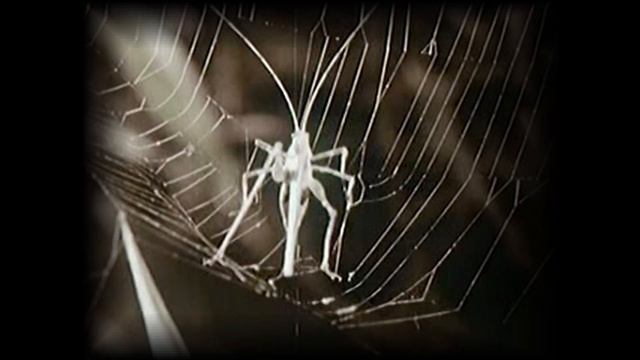 Why Spiders Don't Stick To The Web смотреть онлайн