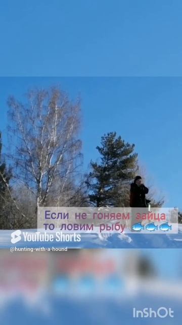 Если не гоняем зайца то ловим рыбу 🐟 🐟 🐟.#рыбалка #fishing #щука#охотасгончей #топ #hunting #tro смотреть онлайн