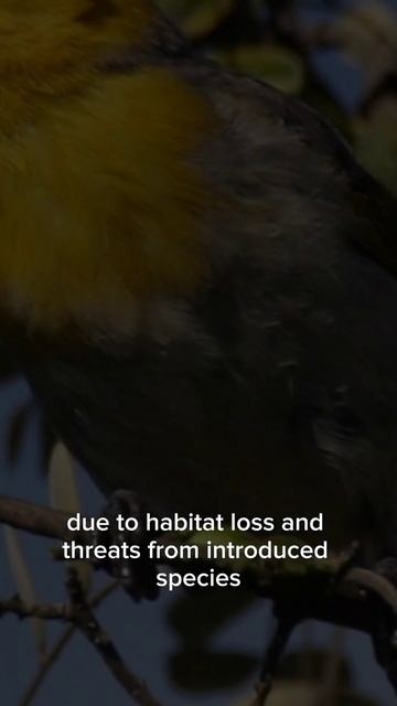 The Precarious Existence Of The Palila: Conservation Efforts For Hawaii's Endangered Honeycreeper