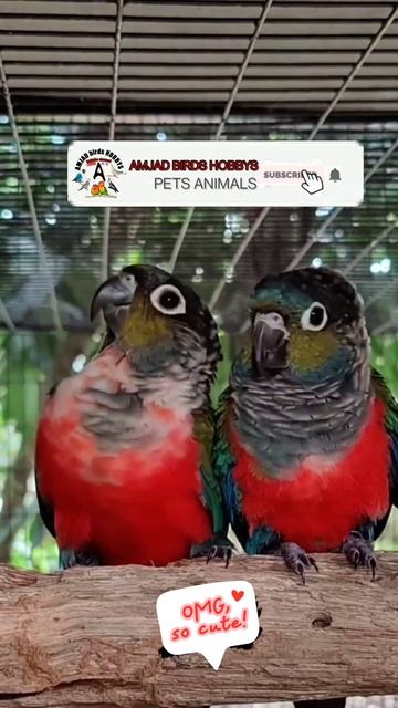 red check sunconnor birds 🦜 lovebirds and animals related video смотреть онлайн