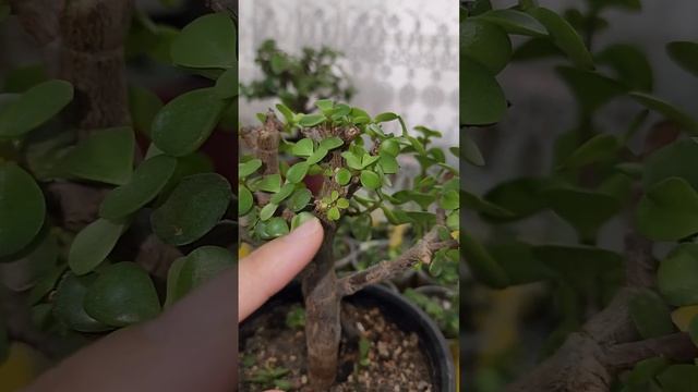 N⁰-310.ПОРТУЛАКАРИЯ ГУЛИНИ ПАРВАРИШИ ВА КУПАЙТИРИЛИШИ... смотреть онлайн