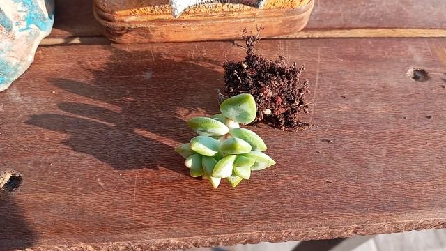 Crassula Rupestris