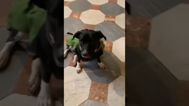 Ава и чудеса Туринского собора. Ava é duomo di Torino смотреть онлайн