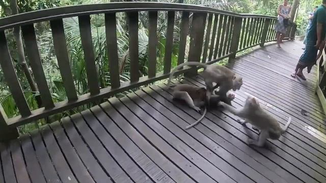 MONKEY FOREST UBUD | wisata alam ubud | jalan-jalan ke ubud смотреть онлайн