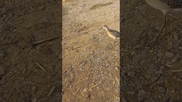 кулик с больным крылом смотреть онлайн