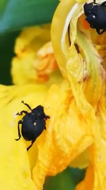 Rüsselkäfer смотреть онлайн