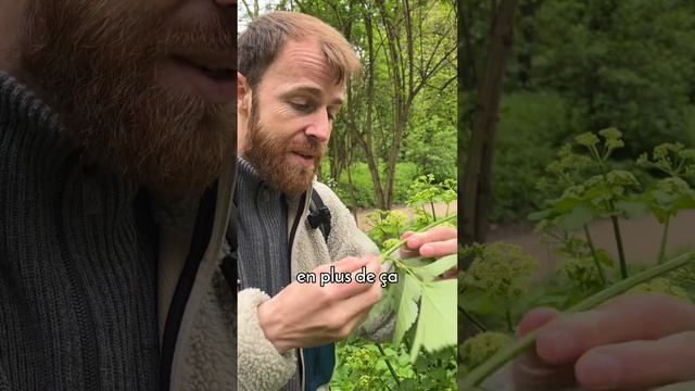 Le maceron, délicieuse aromatique смотреть онлайн