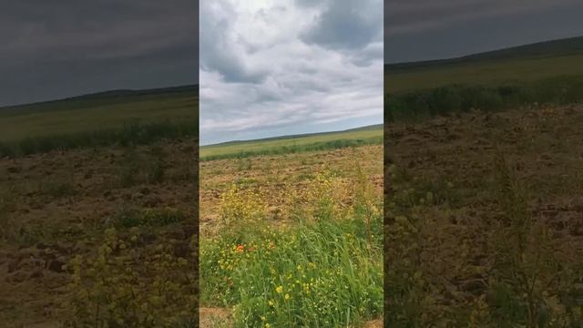 нарезка земельных участков ижс П. Таманский. после отсыпки дороги. 23.05.22г. смотреть онлайн