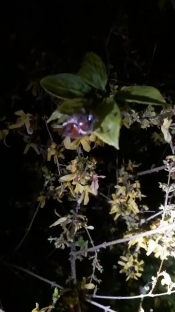 Майский жук ночью смотреть онлайн