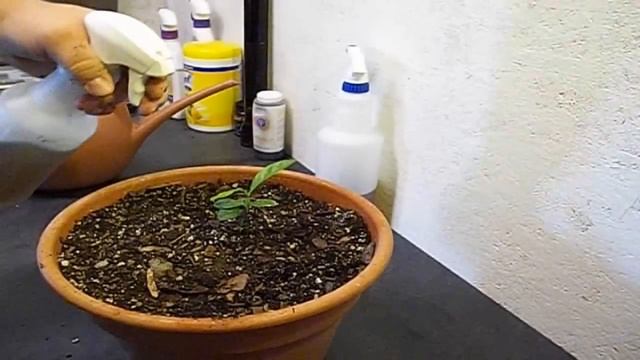 How to Grow Lemon Tree from Seed Indoors FAST Part 3 смотреть онлайн