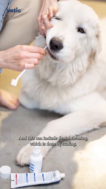 Does my dog need dental care and treatment? #DogDentalCare #DogBrushing #DentalCare смотреть онлайн