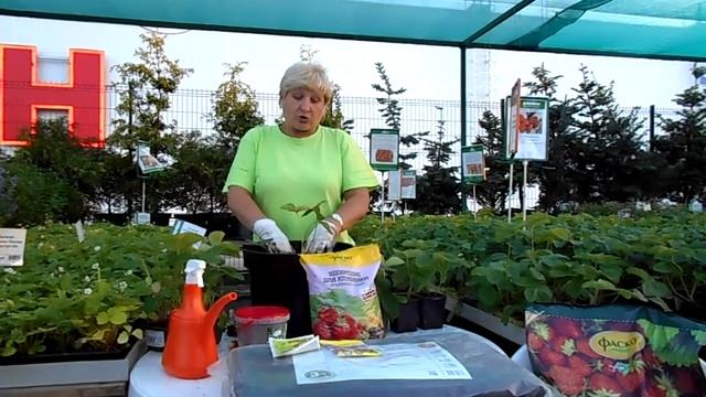 осенняя посадка клубники смотреть онлайн