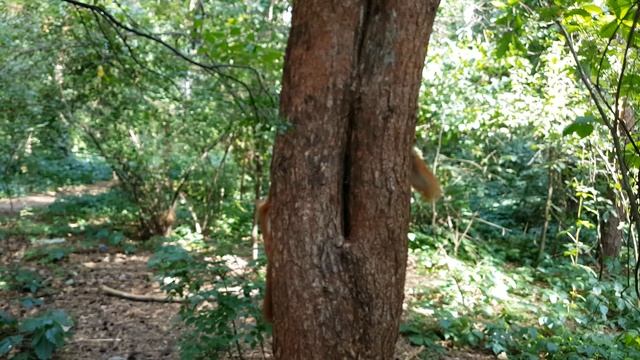 Летние беличьи истории смотреть онлайн