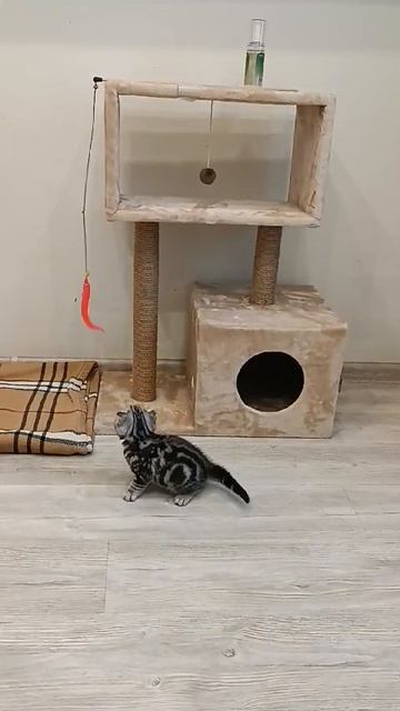 Играет с червячком