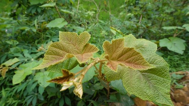 How To Build an Outdoor Water Tank Ep2 - Building Skills, Farm Life, Build Log Cabin Complete House смотреть онлайн