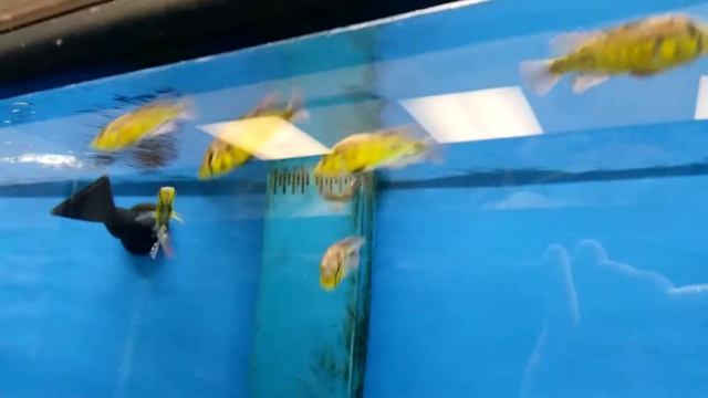 aenecolor (Yellow Belly Albert) African Cichlids смотреть онлайн